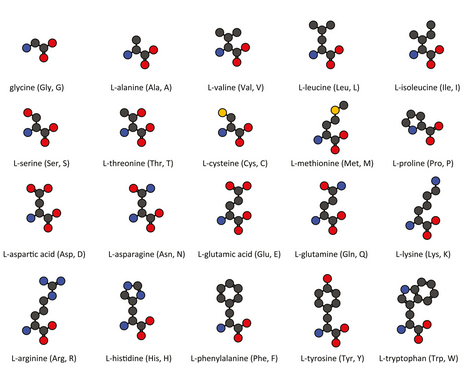 Aminozuren planten: 20 types L aminozuren